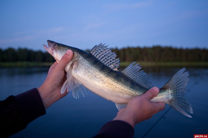 Рыбалка на псковском озере сегодня 2020: выбор мест, отзывы