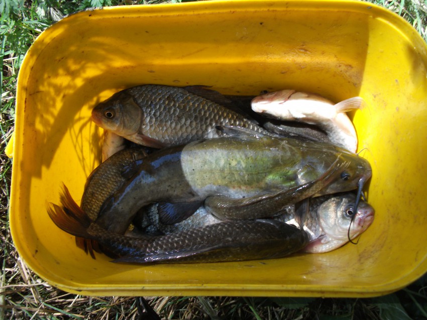 Рыбалка на реке кубань — рыбные места, снасти, приманки