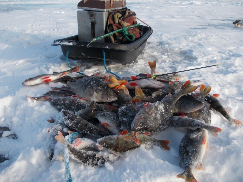 Рыбалка на припяти - лучшие места для платной ловли на реке в беларуси