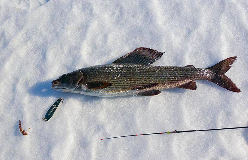 Рыбалка на хариуса зимой: (выбор места, снасти и способы ловли)