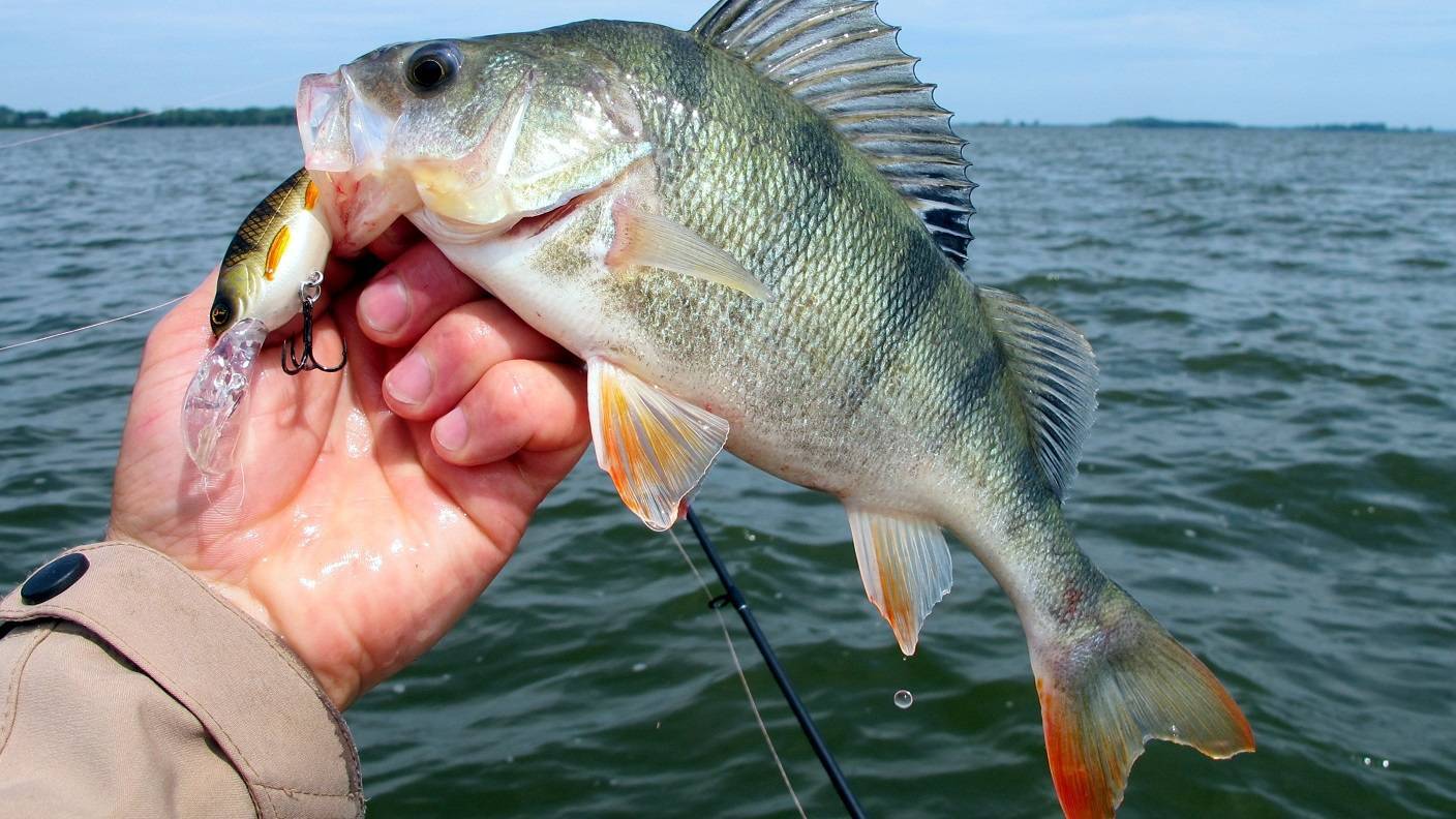 Рыбалка в калининградской области - читайте на сatcher.fish
