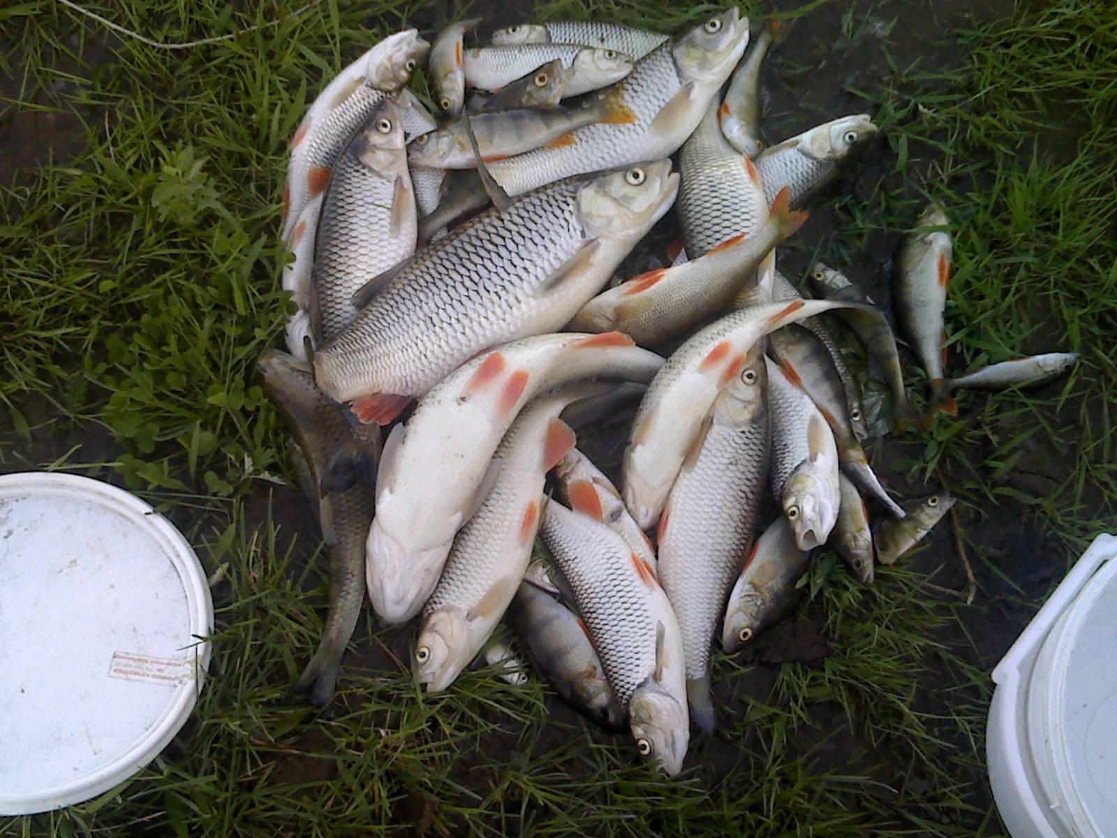Какая рыба ловится в озере. Рыбы реки белой. Рыба в речке Подмосковья. Место для рыбалки. Рыбы Новгородской области.