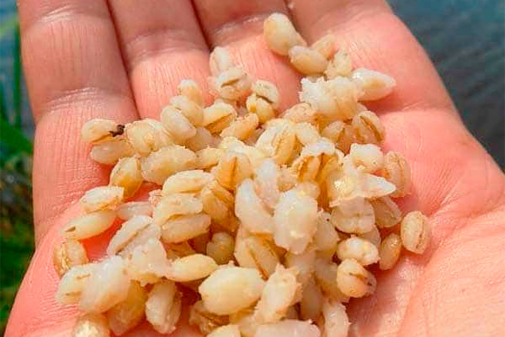 Как правильно и быстро запарить пшеницу для рыбалки? - суперулов - интернет-портал о рыбалке