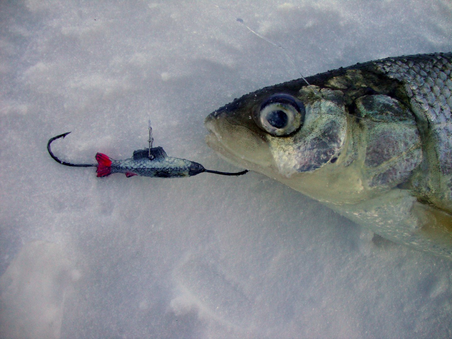 Ловля сига зимой - про рыбалку