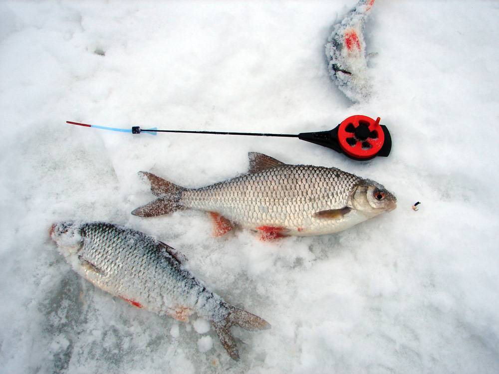 Хитрости и секреты зимней рыбалки для начинающих