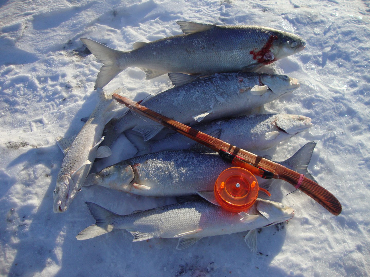 Подледная ловля сига на кольском полуострове - спортивное рыболовство