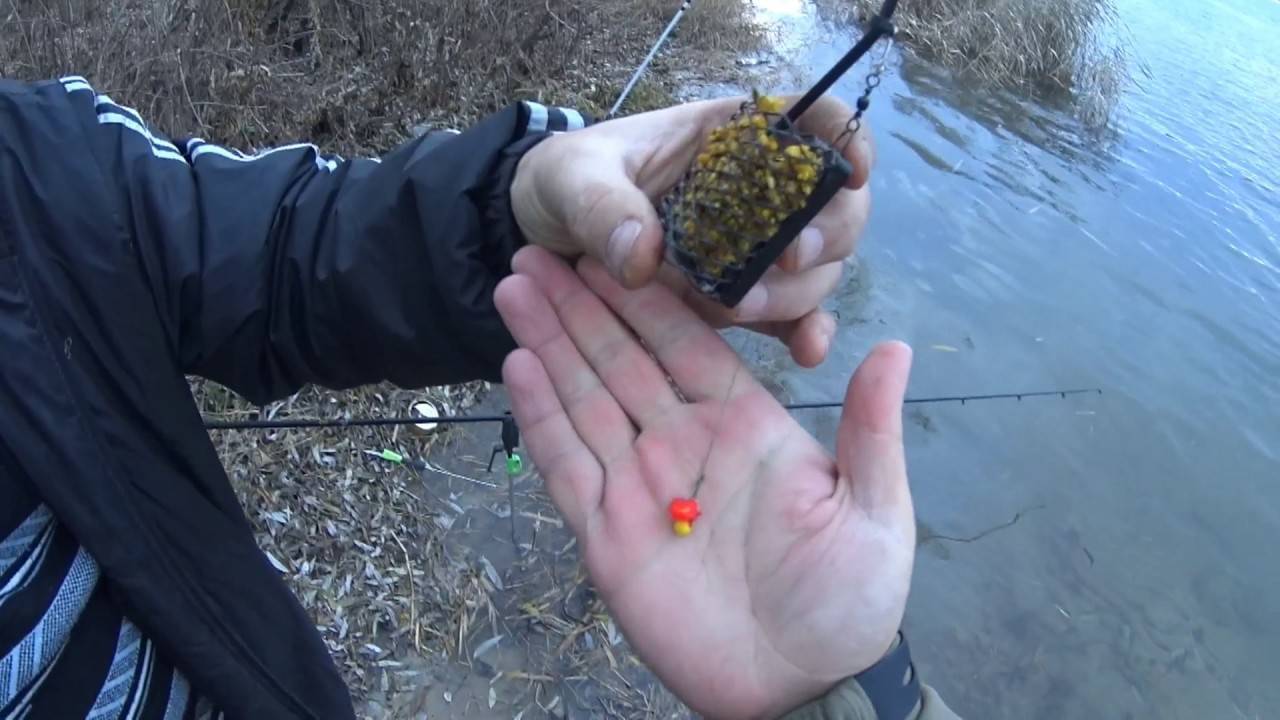 Рыбалка на ельца по открытой воде и со льда | животный мир