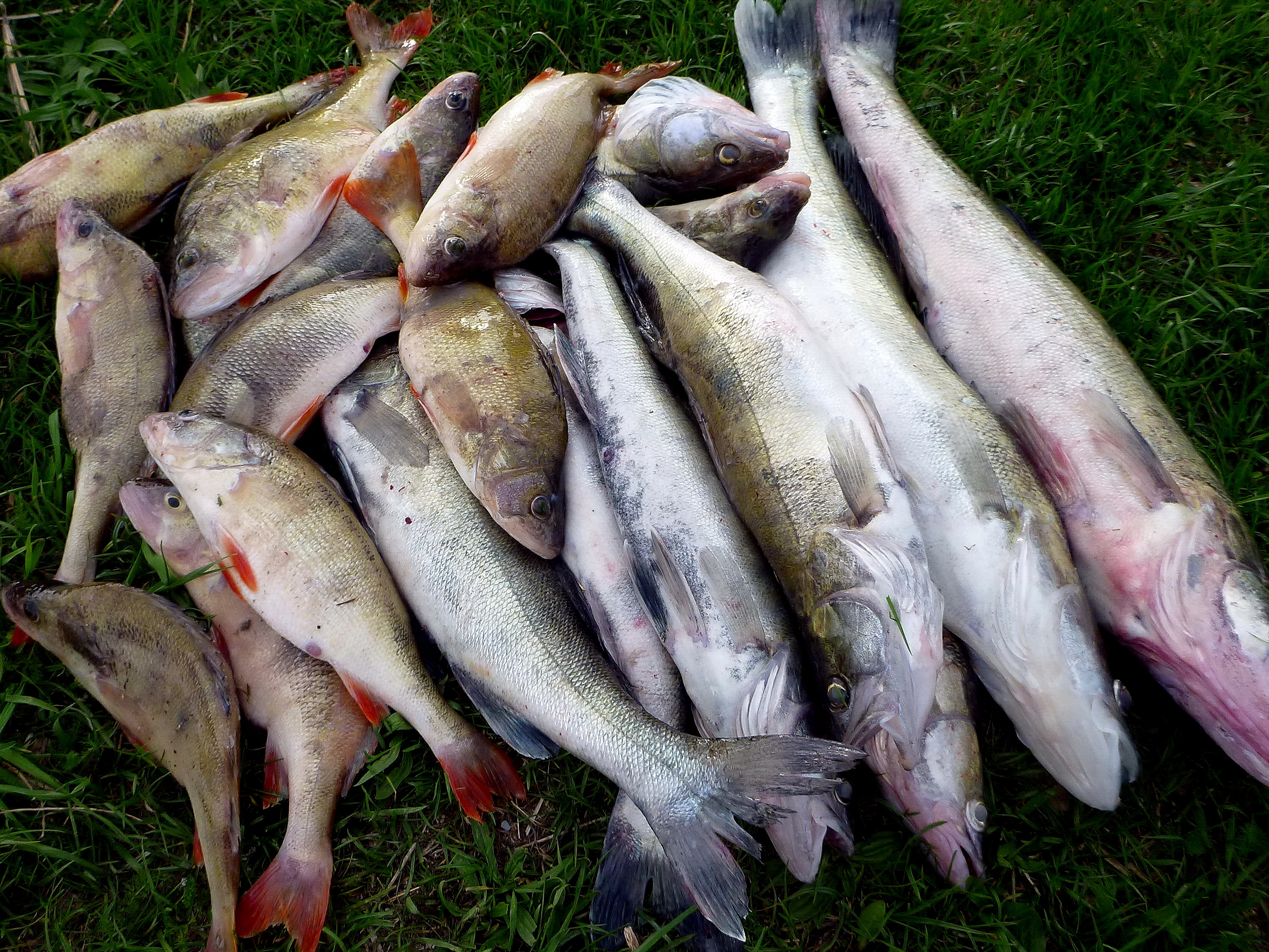 Места для рыбалки в калининграде и калининградской области - рыбные места на карте, где ловить рыбу