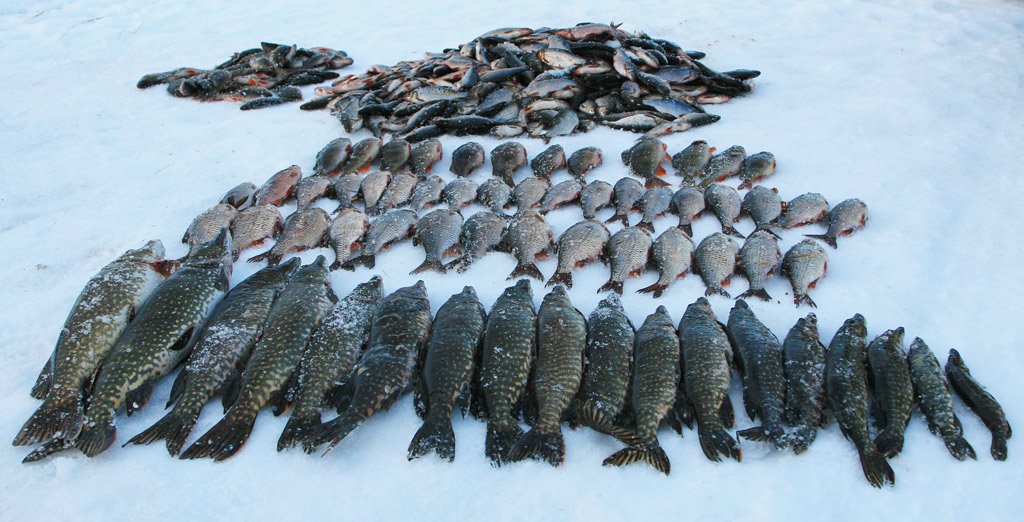 Отчеты о рыбалке на озерах. Зимняя рыбалка на озере Селигер. Много рыбы. Куча рыбы зимой. Рыба Селигера.