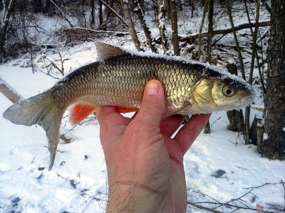 Ловля голавля зимой: снасти и техника проводки для ловли рыбы на малых реках, полезные советы