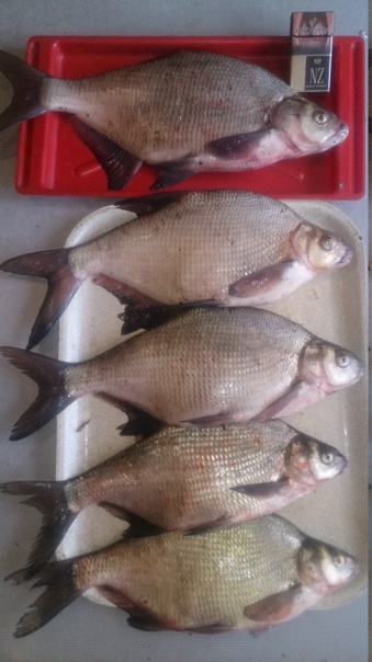 Рыбалка в свердловской области: где рыбачить и что можно поймать?