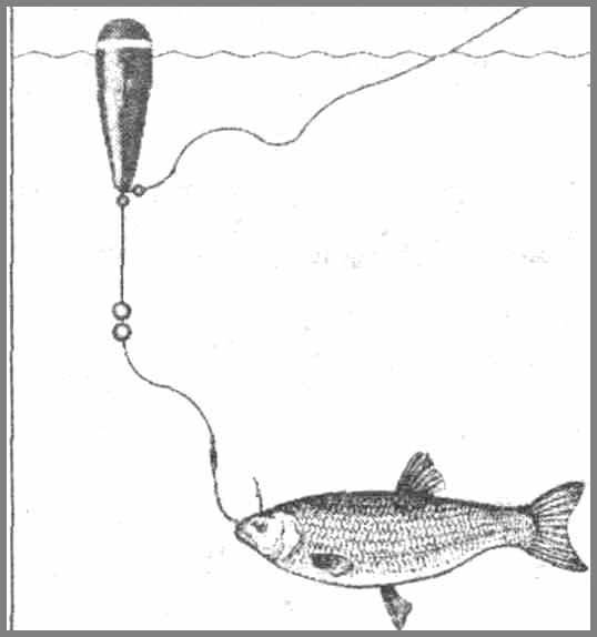 Ловля окуня на живца: просто, но эффективно - спортивное рыболовство