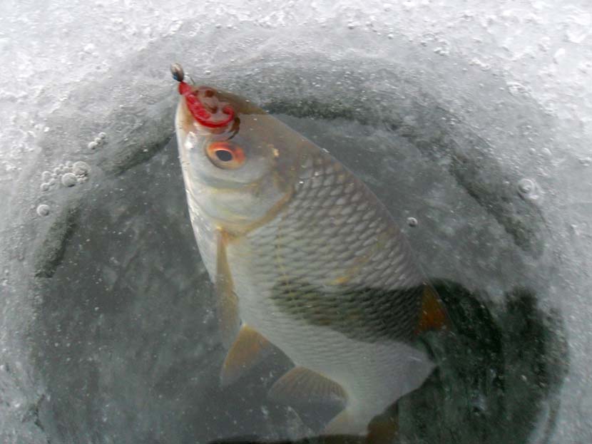 Зимняя рыбалка: советы опытных рыбаков