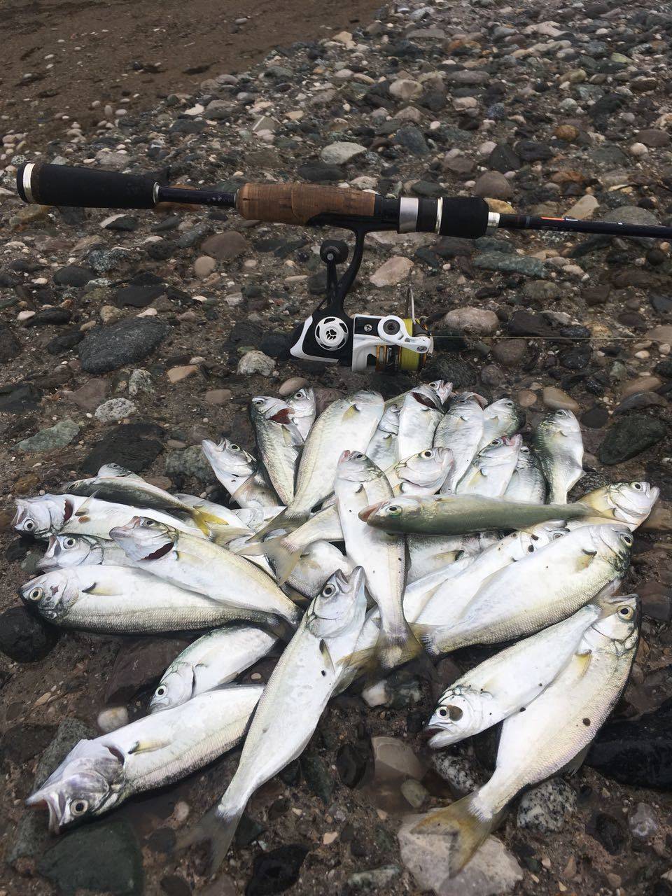Рыбалка в абхазии на море реках и озере рица фото видео