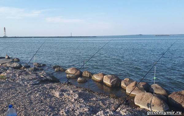Рыбалка в калининградской области сегодня: места вылова, правила поимки рыбы, прогноз клёва