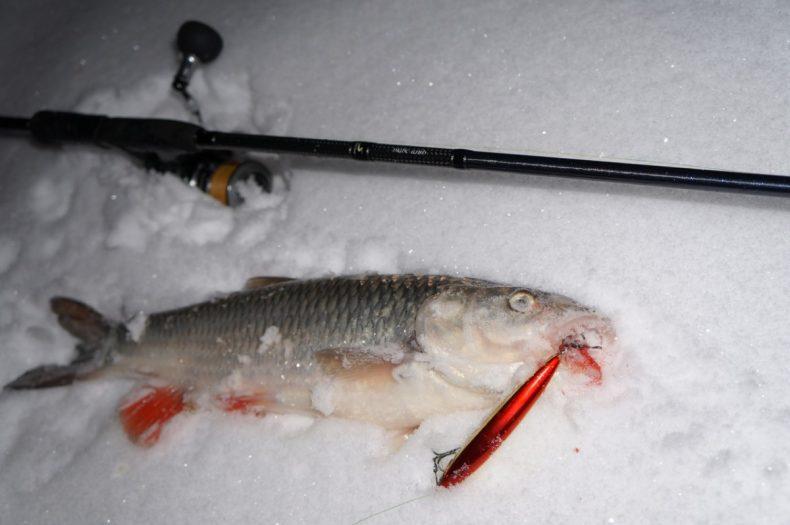 Ловля на спиннинг зимой, как заставить рыбу ловиться