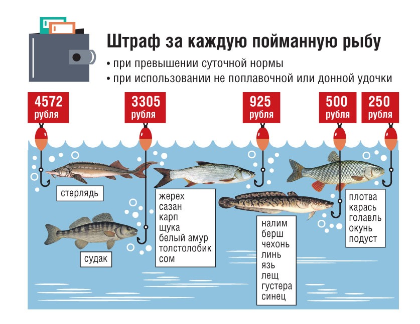 Рыбалка в ростовской области: с берега, платные пруды