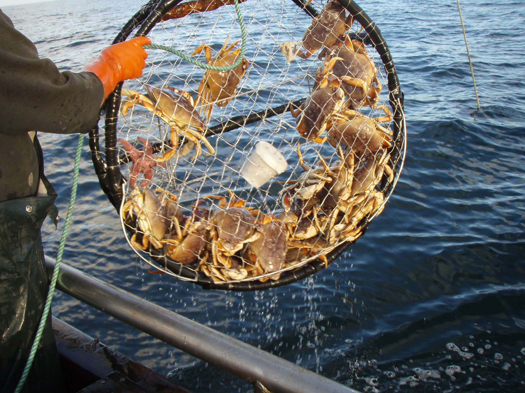 Как ловить крабов в черном море - рыбалка