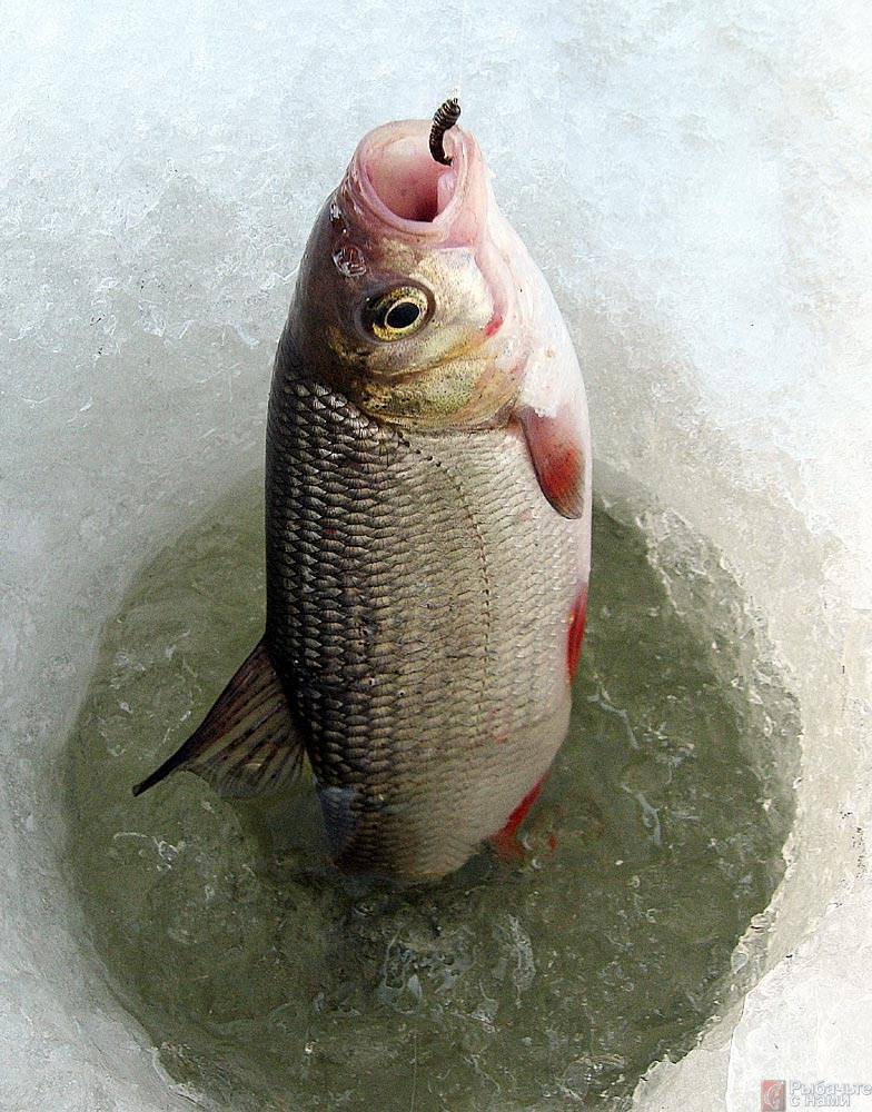 ✅ ловля голавля зимой: на что клюёт, как правильно ловить на реке - tehnoyug.com