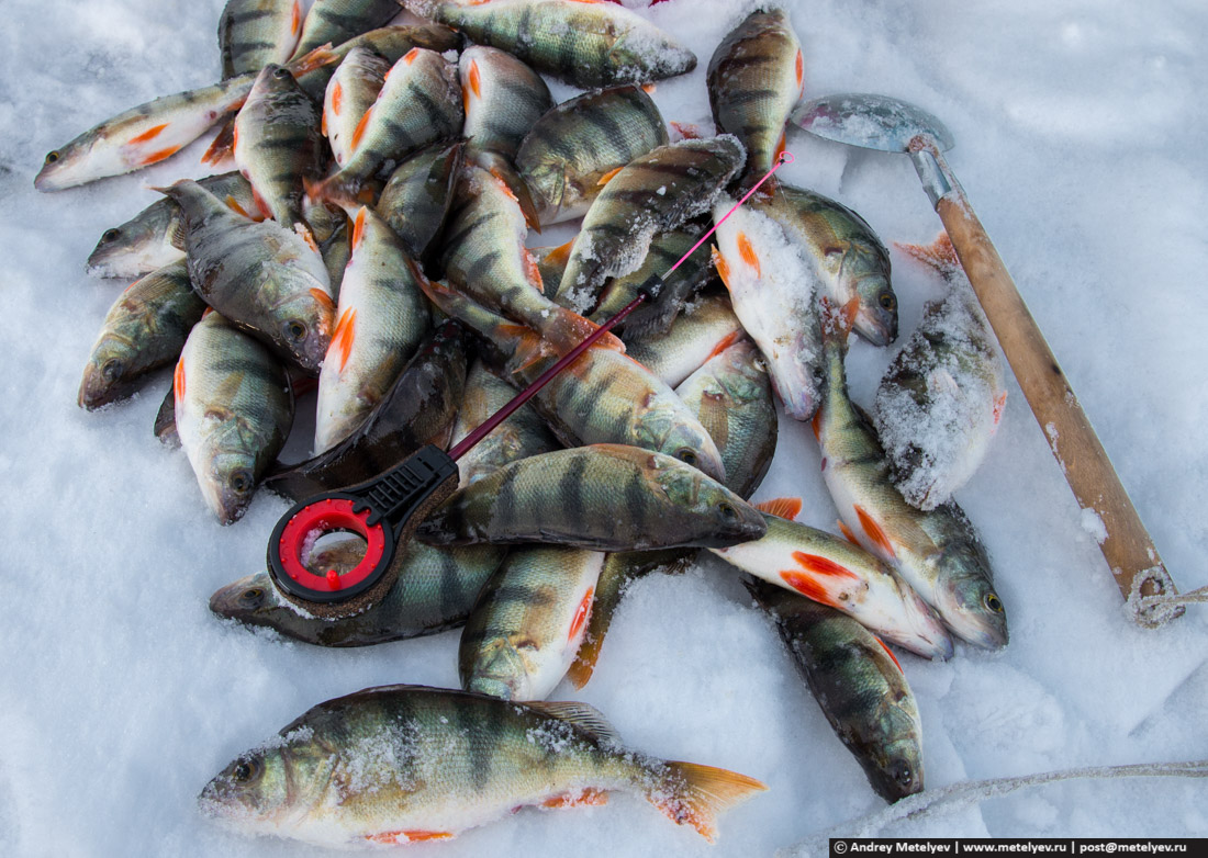 Рыбалка в окрестностях нижнего тагила. статьи на сайте nordural.ru