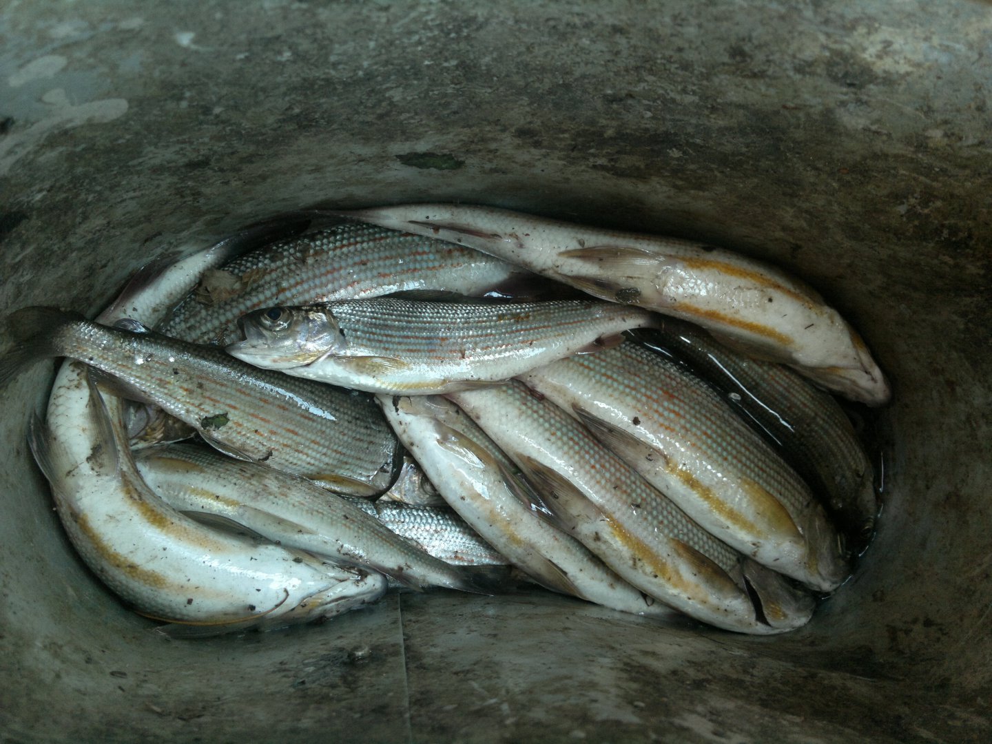 Запреты и ограничения рыбалки 2021 в регионах дальневосточного рыбохозяйственного бассейна - www.oir.su