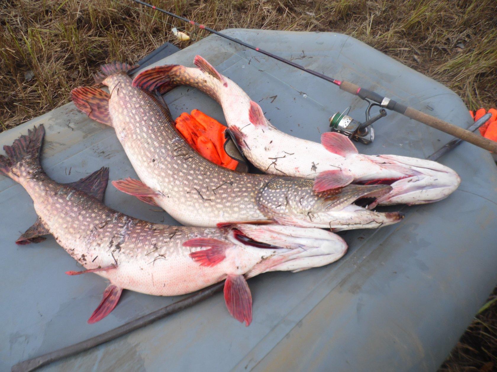Рыбалка в свердловской области 2021 - отчеты, запрет
