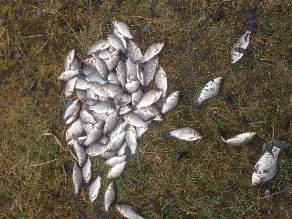 ✅ рыбалка на карпа в пермском крае - danafish.ru