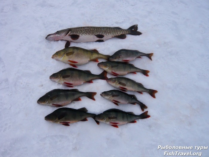 Рыбалка в Томске бывает и платная, и бесплатная Какие виды рыбалки популярны в Томской области Какие там есть рыболовные базы в Каргаске Какие реки и озера стоит посетить в Томской области