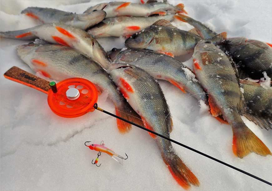 Зимняя рыбалка на окуня: способы ловли и необходимые приманки