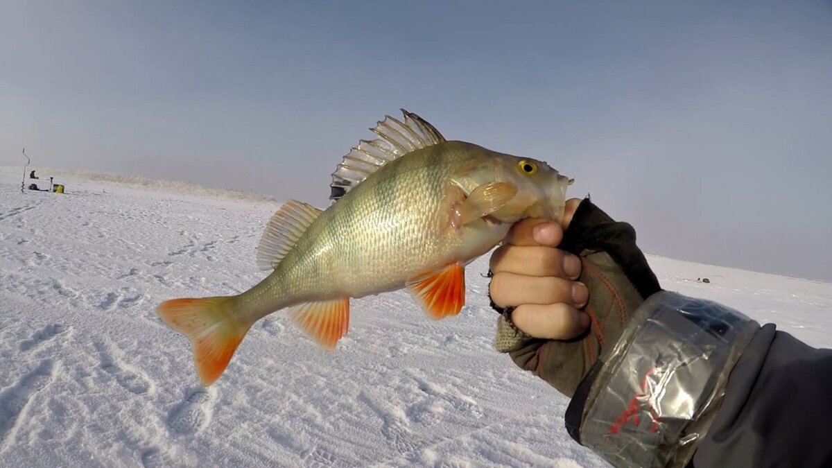 Ловля окуня зимой: на зимние снасти, удочки и приманки, где искать и как ловить окуня зимой на рыбалке