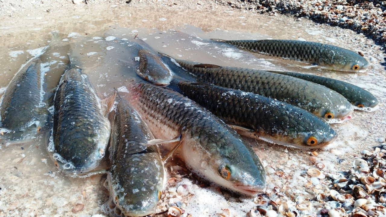 Фото рыбалка на азовском море