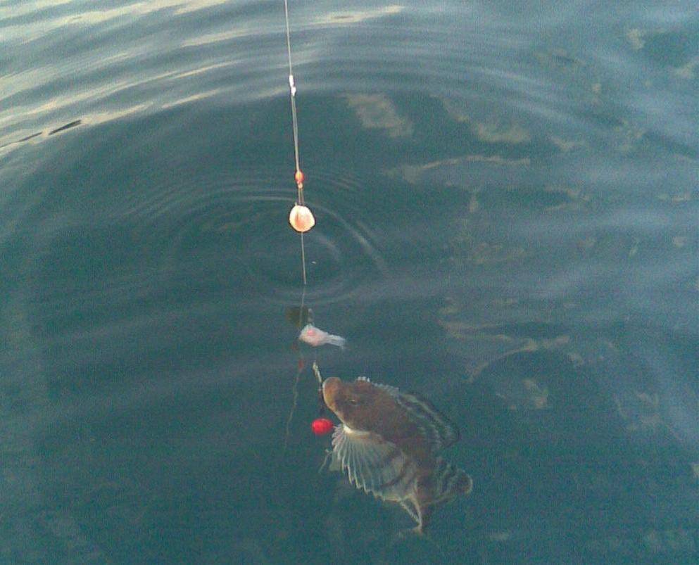 ᐉ морская рыбалка в геленджике с сергеем спициным - ✅ ribalka-snasti.ru