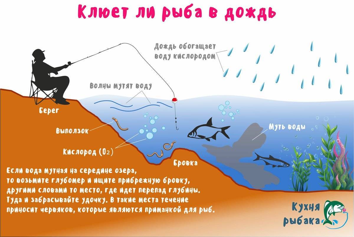 Как влияет атмосферное давление на клев и активность рыбы