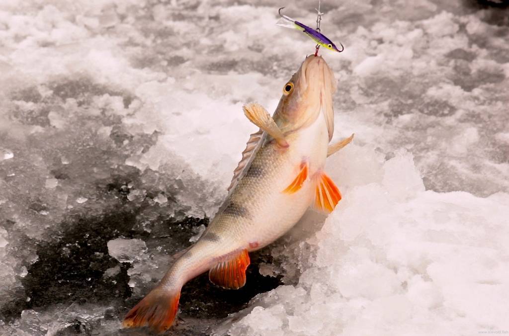 Ловля окуня на балансир. зимняя рыбалка на окуня :: syl.ru