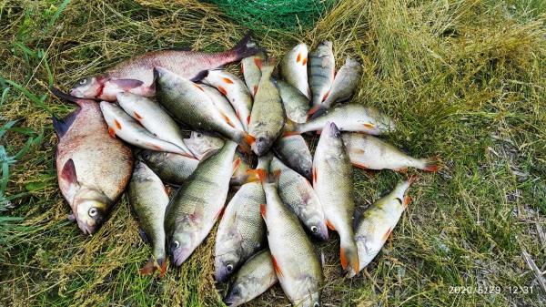 Пятнистые сезоны в калининградской области - спортивное рыболовство