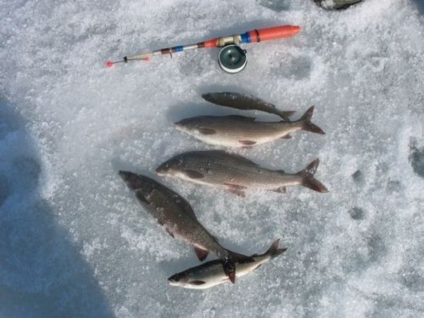 Рыбалка на хариуса по открытой воде и со льда зимой | животный мир