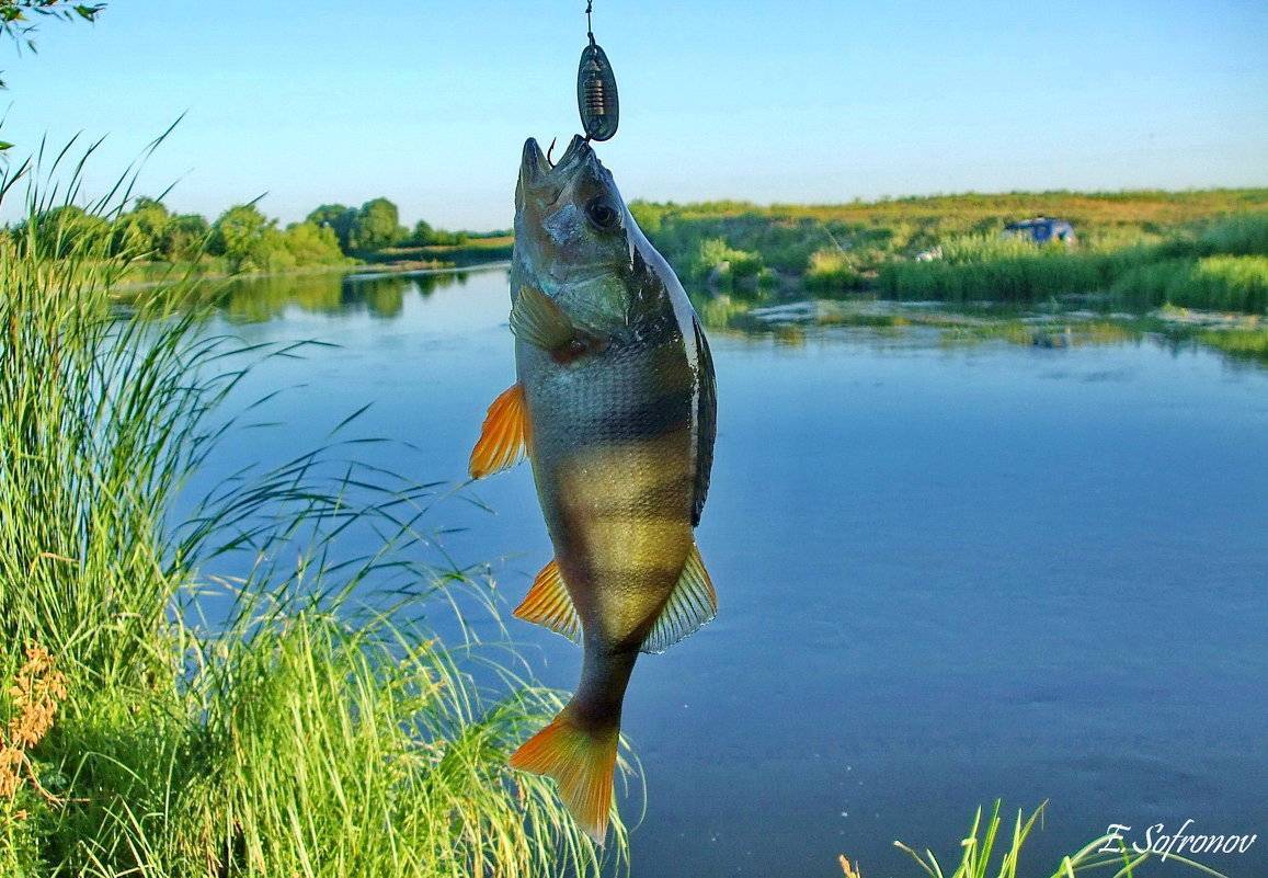 Ульяновск клев. Озеро Свияга Ульяновск. Река Свияга рыбы. Рыба Свияги Ульяновск. Рыбалка на Свияге.