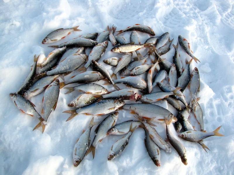 Прикормка и ловля карася по последнему льду - самоделки для рыбалки своими руками