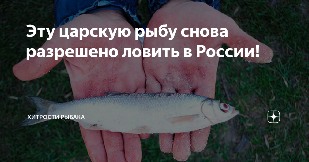 Рыбалка в вологодской области: платная и бесплатная, отчет
