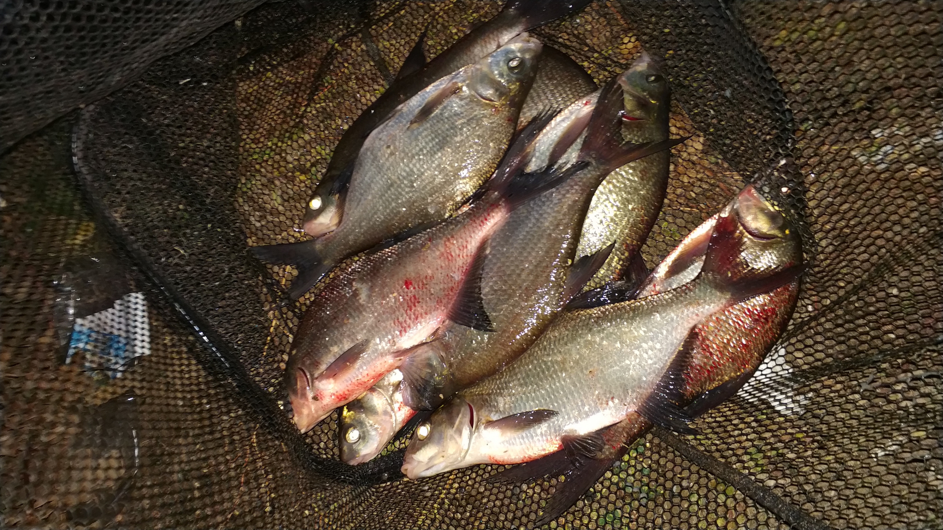 Ловля леща осенью на фидер, особенности осенней рыбалки на реке