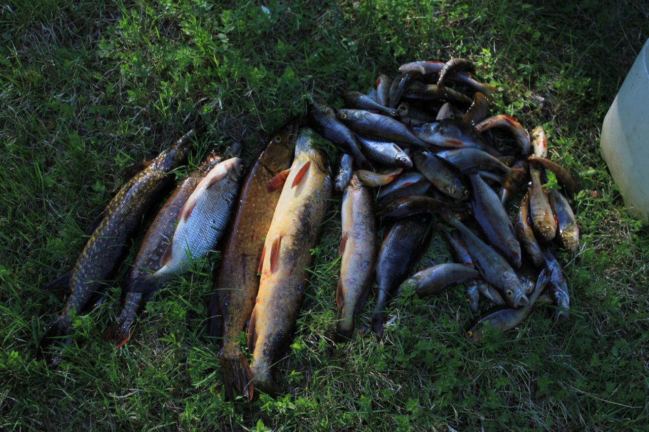 Сортавала рыбалка. Карелия озера для рыбалки. Корлии рыбалкм озера Карелии. Рыбалка на озере. Озеро Рыбное Карелия.