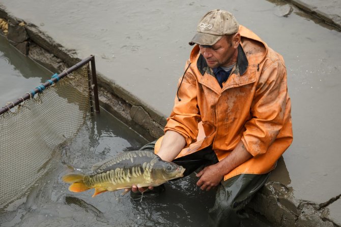 Рыбалка в белгородской области: зимняя рыбалка - пруды, водохранилища и реки